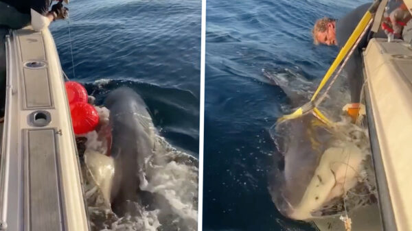 Grootste witte haai ooit zwemt bij populaire toeristenplek in Florida