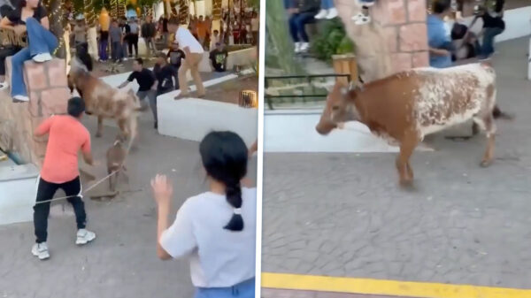 Stier verwondt jonge vrouw tijdens stierengevecht in het Mexicaanse Guerrero