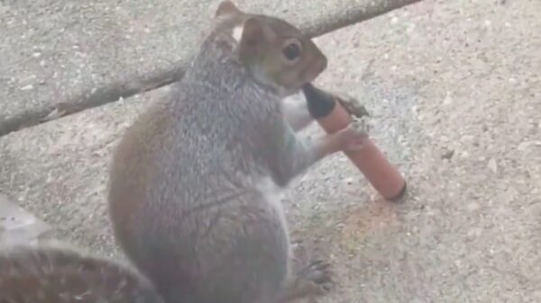 Dit stond niet op onze bingokaart van 2026: vapende eekhoorns