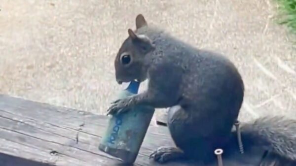 Dit stond niet op onze bingokaart van 2026: vapende eekhoorns