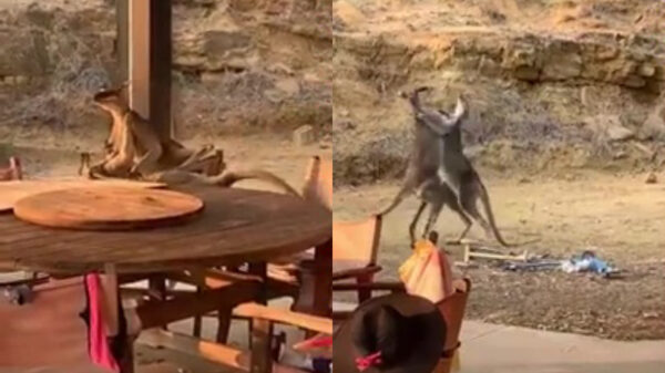 Vergeet Badr en Rico, deze wedstrijd tussen twee knokkende kangoeroes is veel spannender