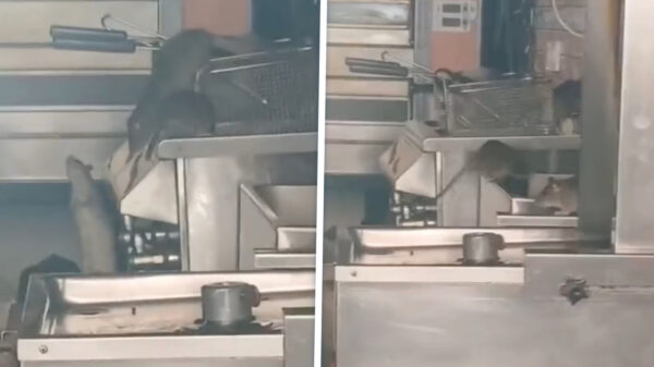 Amsterdam: Je bestelt een broodje en krijgt er een familie ratten bij