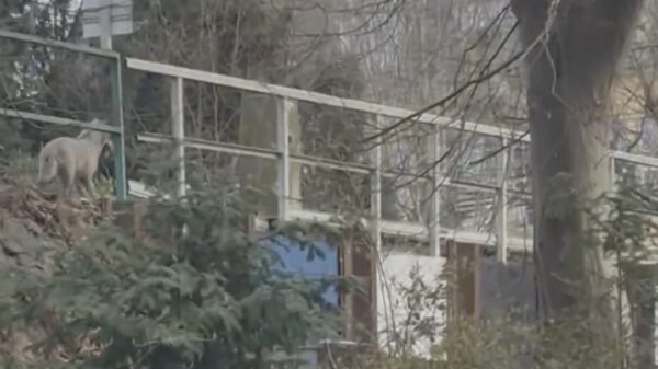 Wolf bijt vrouw in 't gezicht in een drukke winkelstraat in Hamburg