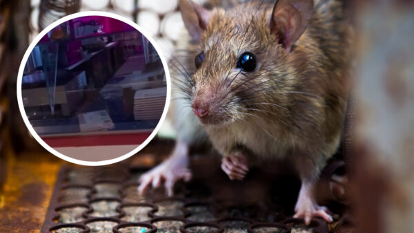 Opnieuw raak: Rattenplaag in Amsterdams restaurant gefilmd door voorbijgangers