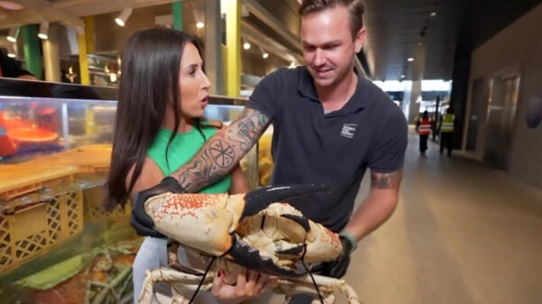 Weervrouw belandt in ziekenhuis na pijnlijke blunder met krab tijdens uitzending