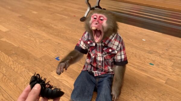 Dit aapje is duidelijk niet te spreken over hun nieuwe huisdier