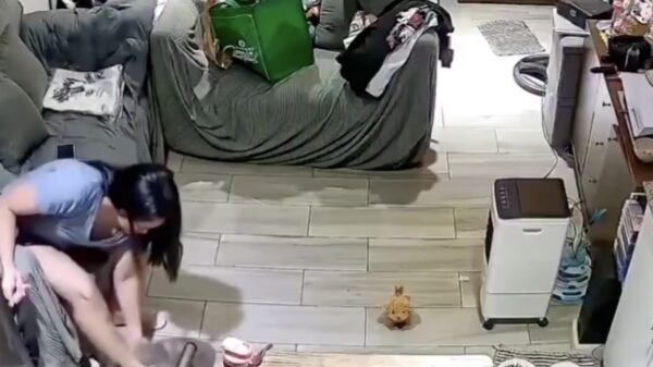 Psychopatische kat draait compleet door en valt uit het niets z'n baasje aan