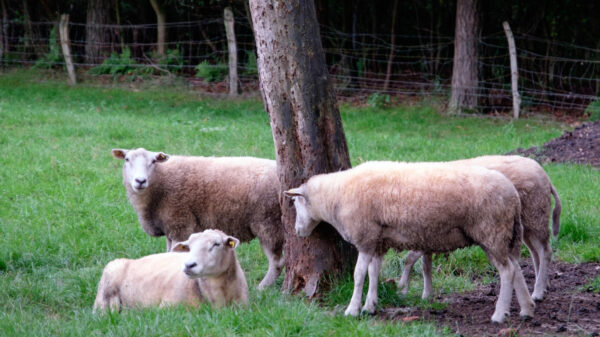 Laffe hond rijdt in Waalwijk vier schapen aan gaat er vandoor