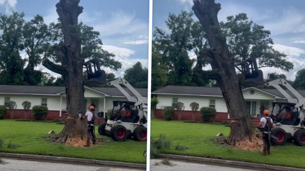 Urenlang zwoegen van zaagmans bleek achteraf vrij nutteloos te zijn