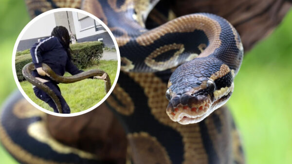 Buurtbewoners in Vaals treffen meterslange slang aan in bosjes