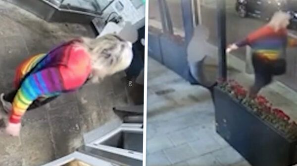 Huisdierkreeft sterft na activist deze uit tank in restaurant steelt en in zee gooit