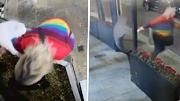 Activiste jat ‘huisdier’-kreeft uit restauranttank om ’m vrij te laten