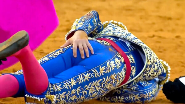 Stierenvechter raakt zwaargewond na 10 cm lange hoorn in zijn rectum