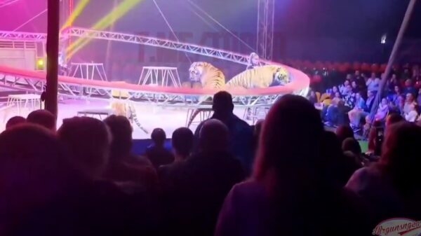 Circushorror: Tijger springt uit arena en loopt tussen gillende menigte