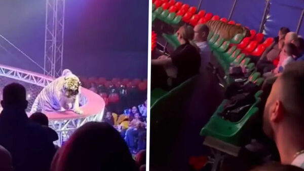 Circushorror: Tijger springt uit arena en loopt tussen gillende menigte