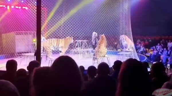 Circushorror: Tijger springt uit arena en loopt tussen gillende menigte
