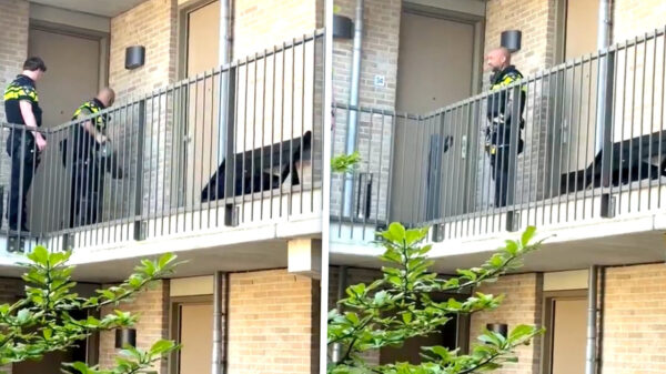 Politie met stormram faalt hard bij voordeur, buurman levert commentaar