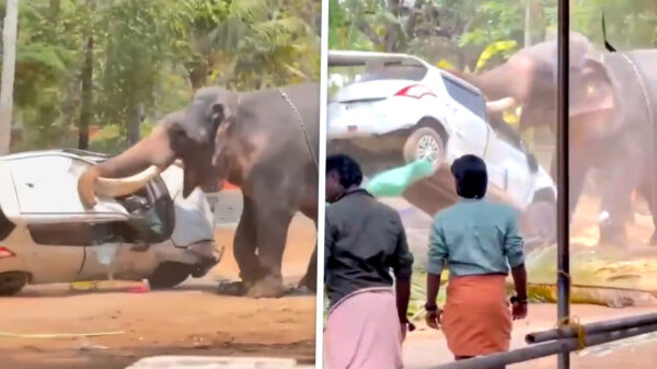 Twee doden door agressieve olifanten bij tempelfestivals in Kerala