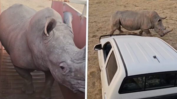 Zuid-Afrikaanse neushoorn vs. Toyota Hilux: De ultieme carrosserie-check