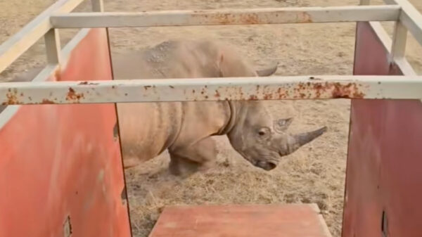 Zuid-Afrikaanse neushoorn vs. Toyota Hilux: De ultieme carrosserie-check