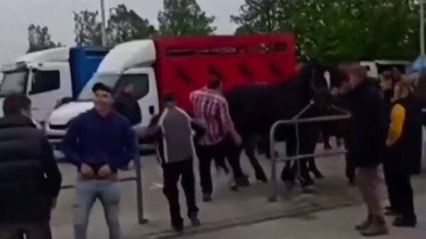Paardenmishandelaar komt er op de harde manier achter wat karma is