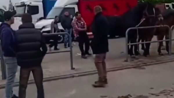 Paardenmishandelaar komt er op de harde manier achter wat karma is