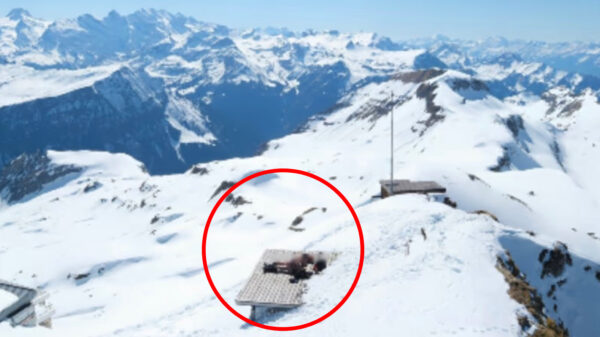 Oeps: Stelletje gaat van bil op een bergtop en belandt live op internet