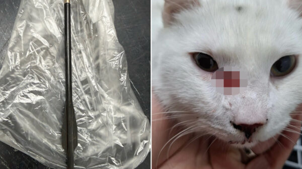 Politie pakt vermoedelijke 'kattenkiller' in Eindhoven, baasjes opgelucht