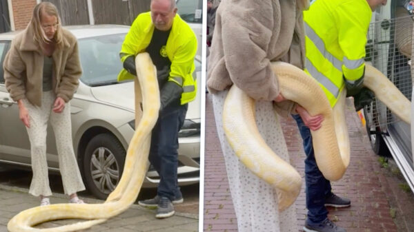 Tijgerpython van bijna 6 meter uit huis van overleden Enschedeër gehaald