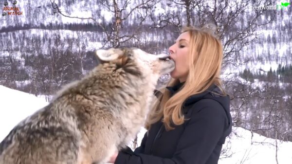 Roedel wolven groet blondine door haar in d'r mond te likken