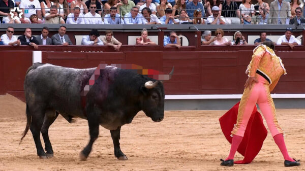 Stier slaat terug: Matador zwaargewond na gevecht in Spaanse arena