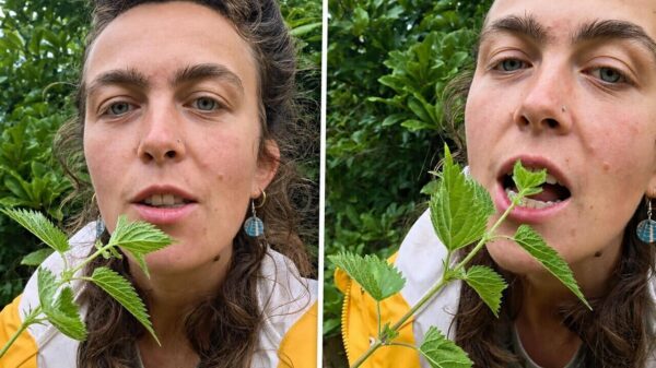 Tip van de dag: Brandnetels eten zónder jankend naar huis te hoeven rennen