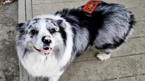 Hond met 1,5 miljoen volgers zou zijn gestolen, voor 27 dollar aan restaurant verkocht en opgegeten