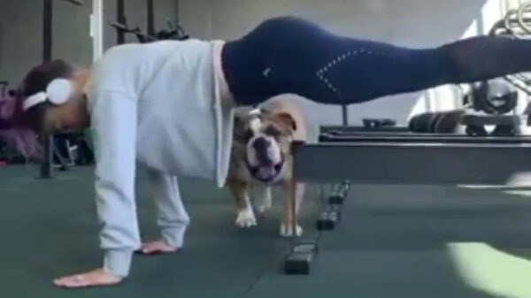 Waarom je je hond beter thuis kunt laten als je naar de sportschool gaat