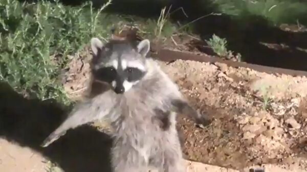 Wasberen denken dat ze plotseling onzichtbaar zijn