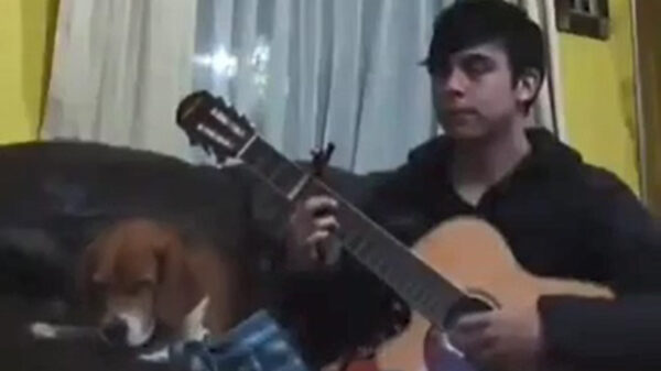 Viervoeter is duidelijk niet onder de indruk van de gitaarkunsten van zijn baasje