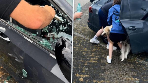 Helden redden achtergelaten hond uit bloedhete auto bij Movie Park Germany