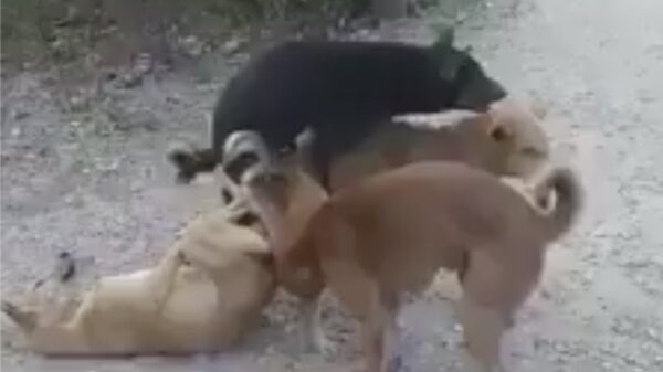 Deze doggystyle 'foursome' loopt behoorlijk uit de hand
