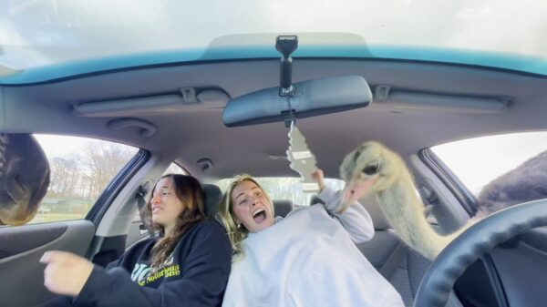 Safari trip gone wild: Vriendinnen worden belaagd door hongerige zebra’s