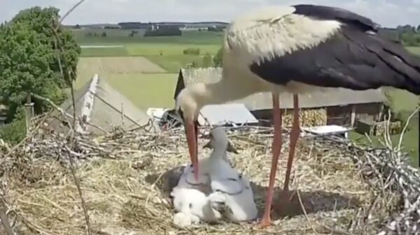 Voor de zwakkeren is helaas geen plaats in dit ooievaarsnest
