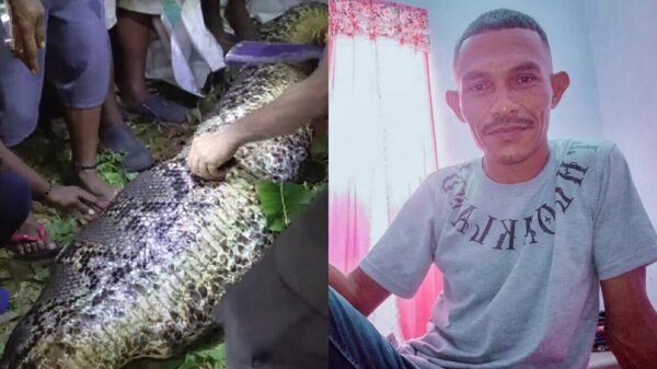 GRUWELIJK EINDE: Man na feestje verpletterd en opgeslokt door 7 meter lange python
