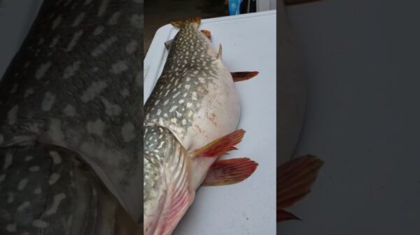 Mannen worden (on)aangenaam verrast als ze een vis opensnijden