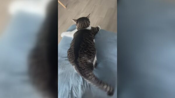 Wie is er een stout poesje geweest?
