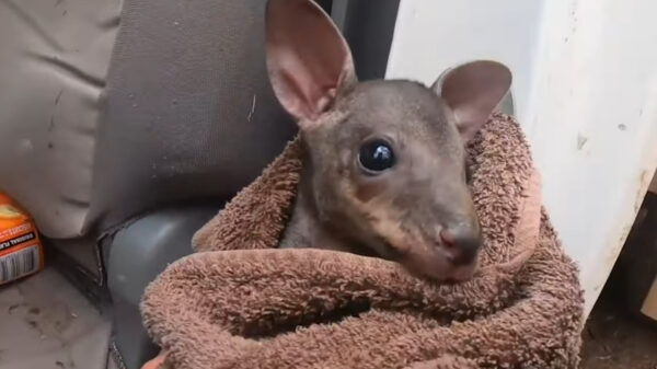 Dappere Australische boer riskeert zijn leven om een babykangoeroe uit de vlammen te redden