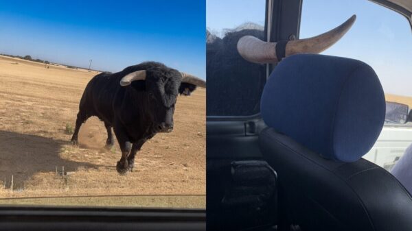 Stier ramt achterruit en blijft daarna doodleuk aan rijdende auto hangen