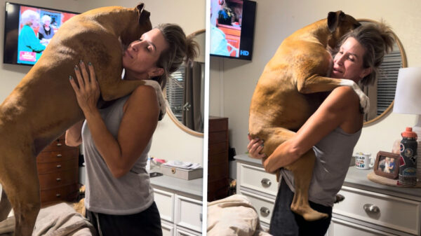 Boxer (met identiteitscrisis?) is misschien net iets té gek op tante Olivia