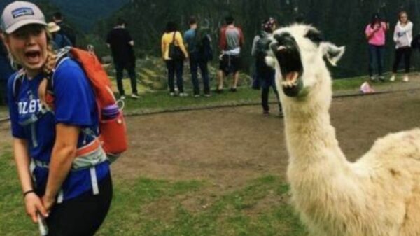 Picdump (4741)