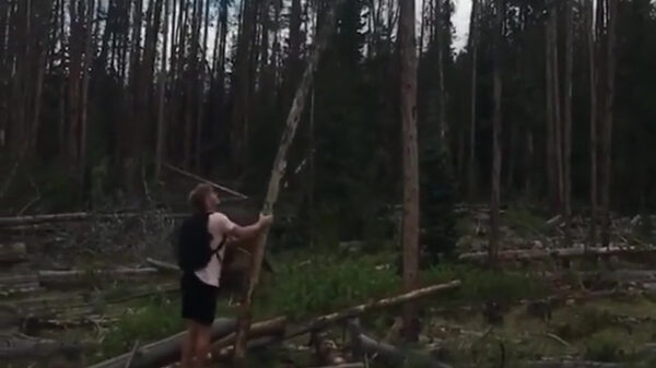 Boomtrekker krijgt een flinke tak op zijn dak