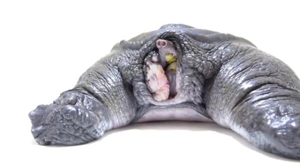 Ooit al eens een schildpad met een zacht schild gezien?