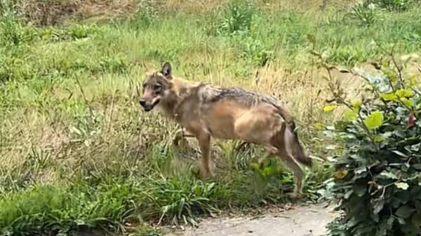 Klusjesman in Epe schrikt zich een hoedje als wolf plots pal naast 'm staat